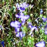 image: Image from the photoset ‘
parc (xxxix)
’.