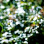 image: Image from the photoset ‘
parc (xxxix)
’.