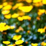 image: Image from the photoset ‘
parc (xxxix)
’.