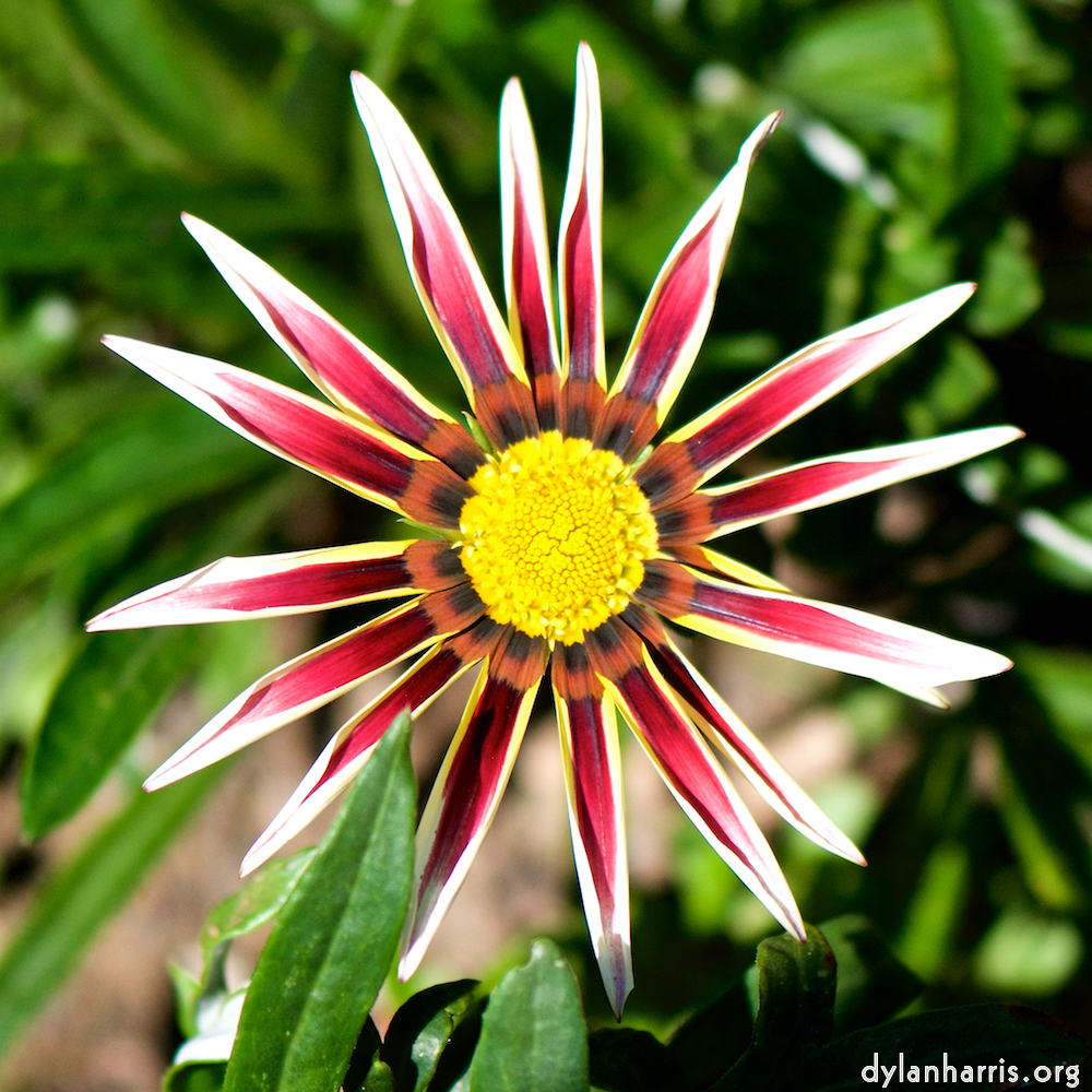 image: Dëst ass ‘escher blummen (cxxxvi) 1’.