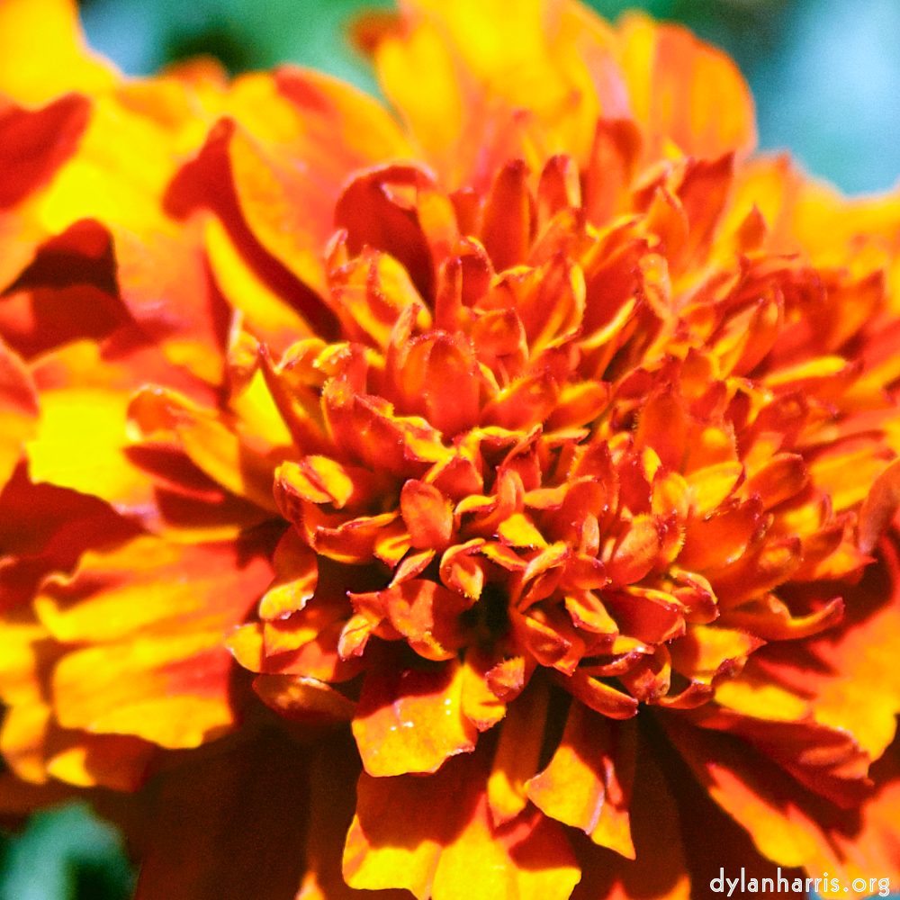 image: Dëst ass ‘escher blummen (cxxxvi) 2’.