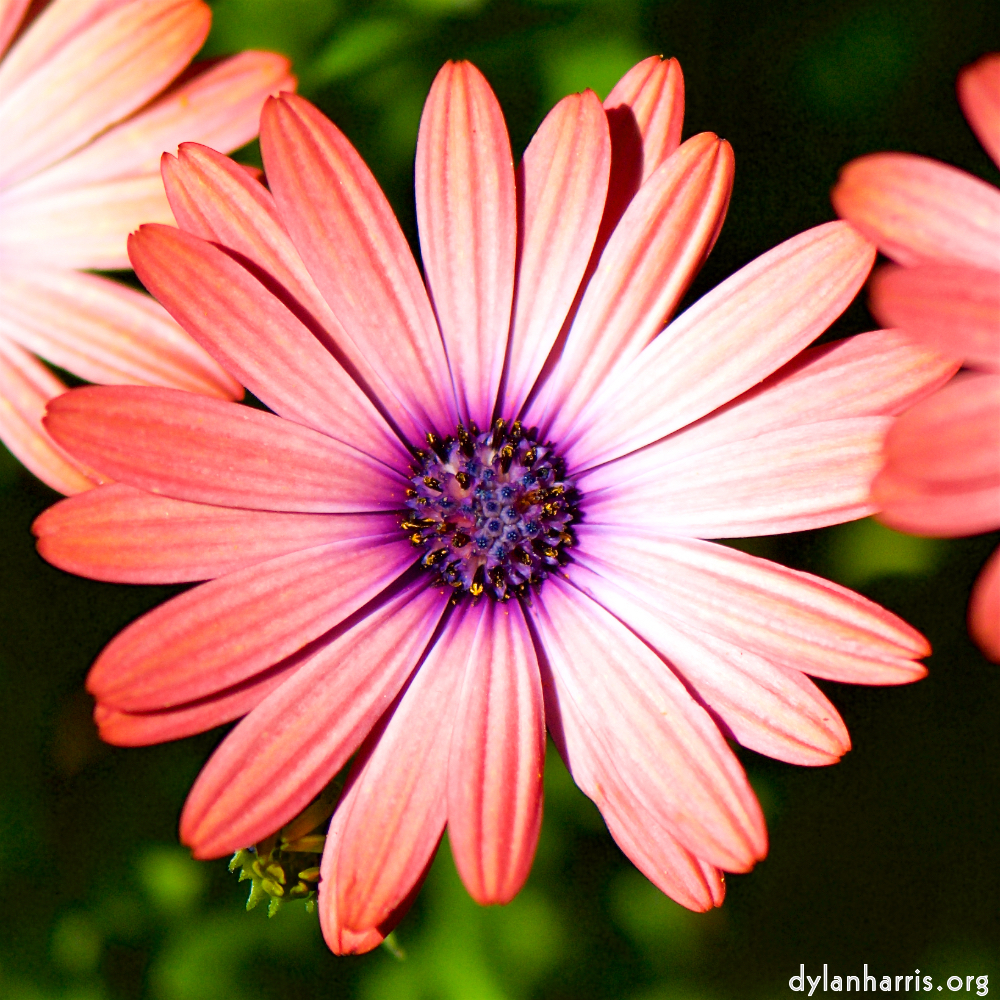 image: Dëst ass ‘escher blummen (cxxxvi) 3’.