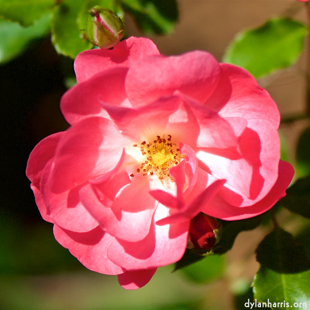 image: Dëst ass ‘escher blummen (cxxxvi) 4’.