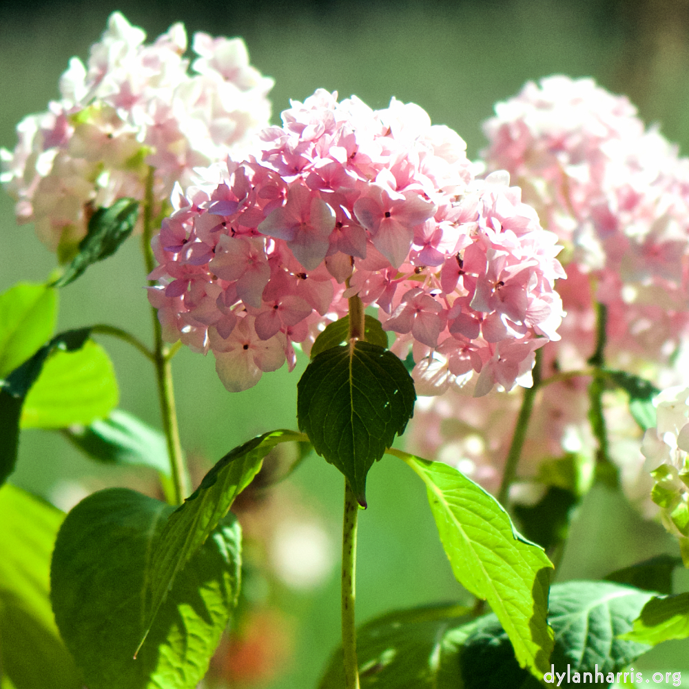 image: Dëst ass ‘escher blummen (cxxxvi) 5’.