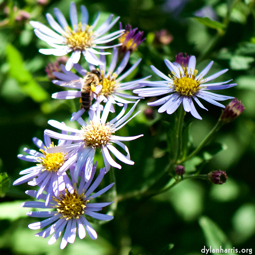 image: This is ‘
escher blummen (cxxxvi) 6
’.