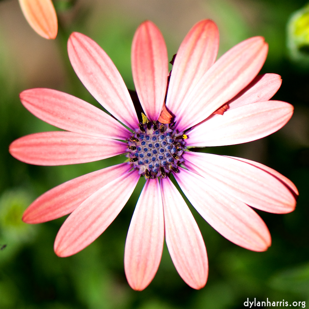 image: This is ‘
escher blummen (cxxxvi) 7
’.