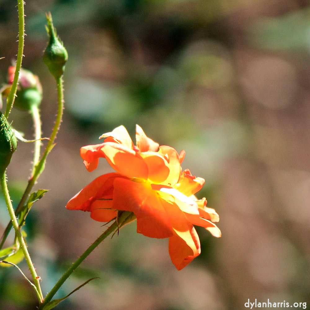 image: Dëst ass ‘escher blummen (cxxxvi) 8’.