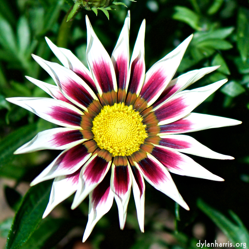 image: This is ‘
escher blummen (cxxxvi) 9
’.