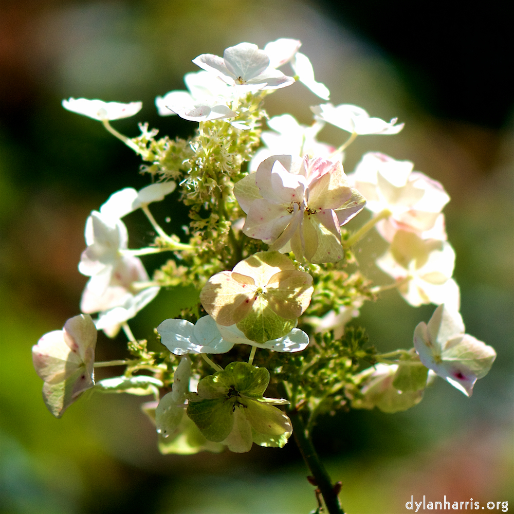 image: Voici ‘fleurs d’esch (cxxxvii) 1’.