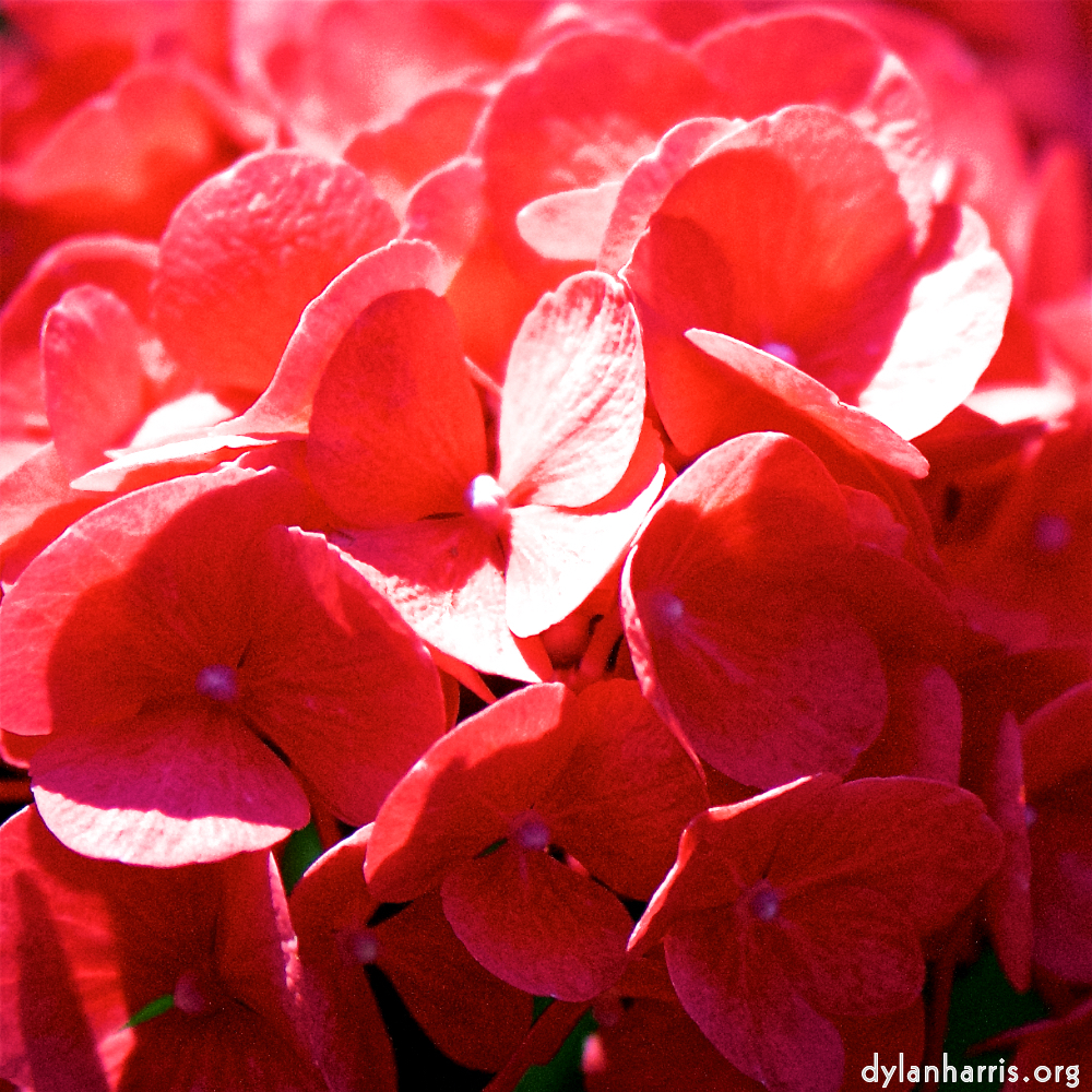 image: Voici ‘fleurs d’esch (cxxxvii) 2’.