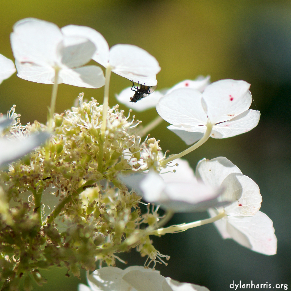 image: Voici ‘fleurs d’esch (cxxxvii) 3’.