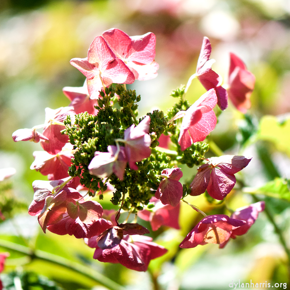 image: Voici ‘fleurs d’esch (cxxxvii) 5’.