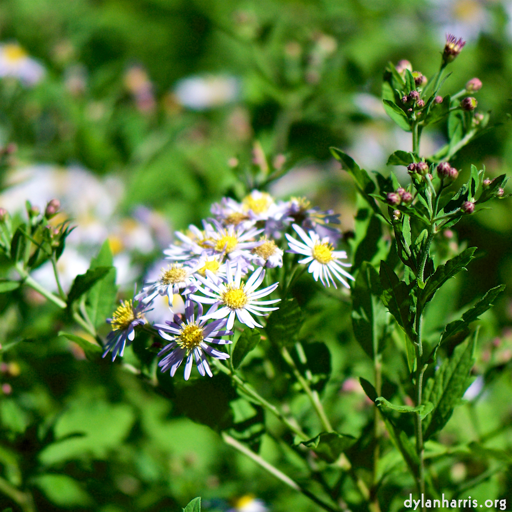 image: Voici ‘fleurs d’esch (cxxxvii) 7’.