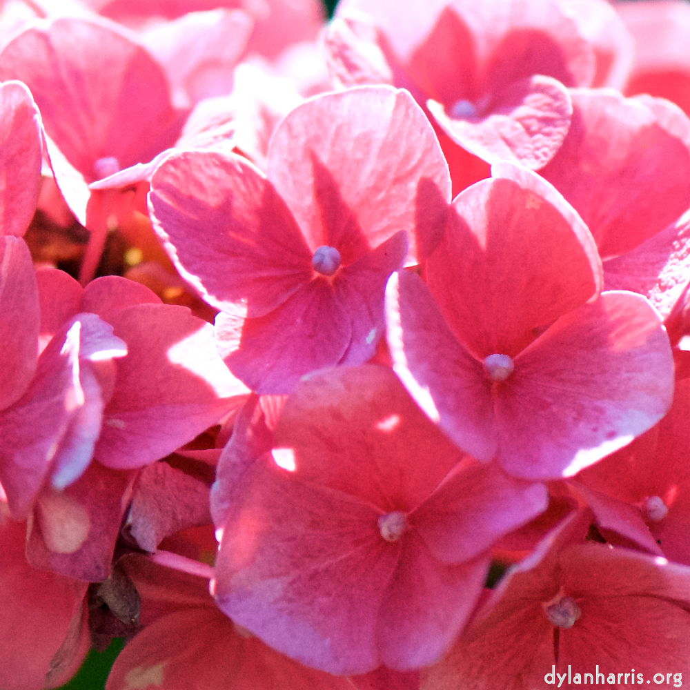 image: Voici ‘fleurs d’esch (cxxxvii) 8’.