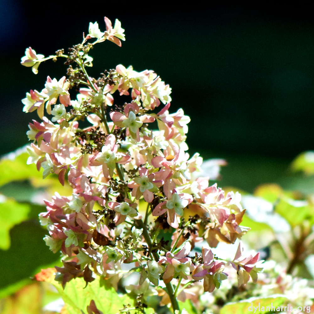 image: Voici ‘fleurs d’esch (cxxxvii) 9’.