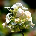 image: Image du photoset ‘fleurs d’esch (cxxxvii)’.