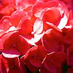 image: Image du photoset ‘fleurs d’esch (cxxxvii)’.