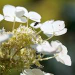 image: Image du photoset ‘fleurs d’esch (cxxxvii)’.