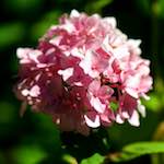 image: Image du photoset ‘fleurs d’esch (cxxxvii)’.