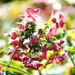 image: Image du photoset ‘fleurs d’esch (cxxxvii)’.