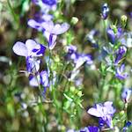 image: Image du photoset ‘fleurs d’esch (cxxxvii)’.