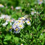 image: Image du photoset ‘fleurs d’esch (cxxxvii)’.