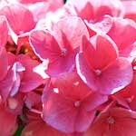 image: Image du photoset ‘fleurs d’esch (cxxxvii)’.