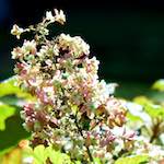 image: Image du photoset ‘fleurs d’esch (cxxxvii)’.