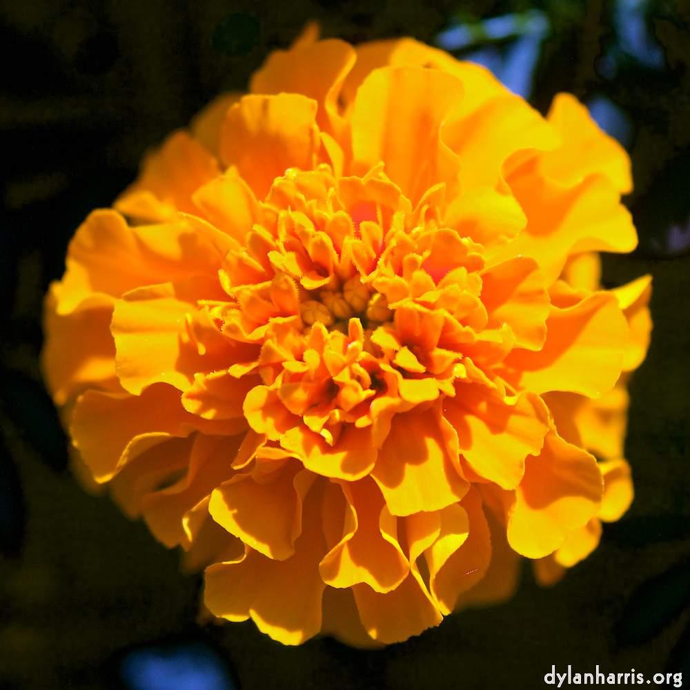 image: Voici ‘fleurs d’esch (cxxxviii) 1’.