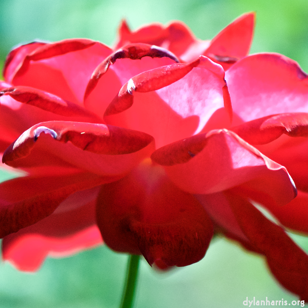 image: Voici ‘fleurs d’esch (cxxxviii) 2’.