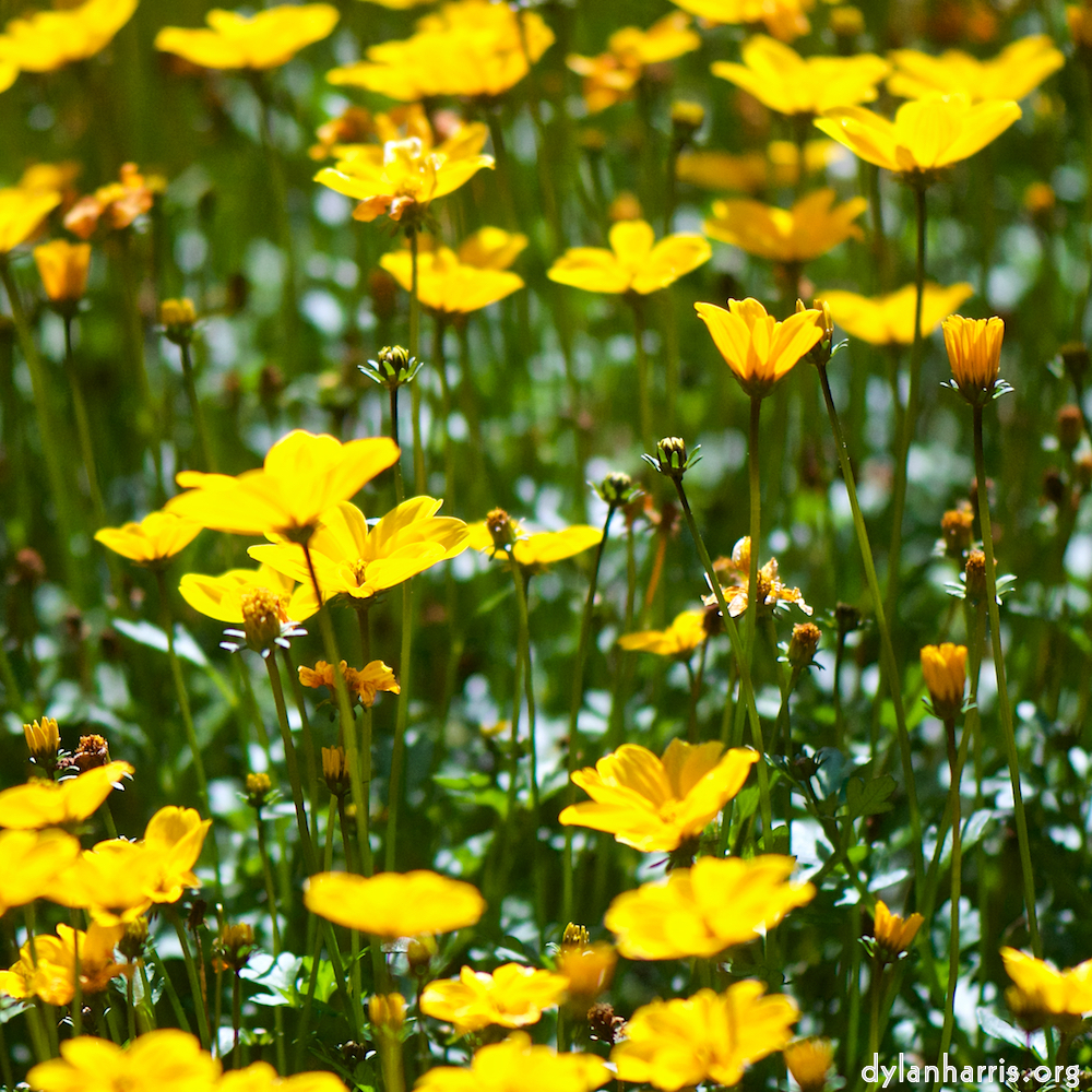 image: Voici ‘fleurs d’esch (cxxxviii) 3’.