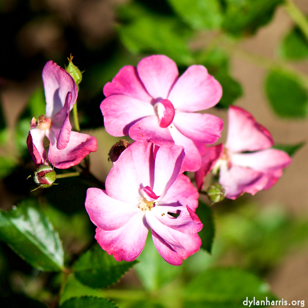 image: Voici ‘fleurs d’esch (cxxxviii) 4’.