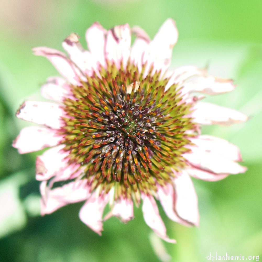 image: Voici ‘fleurs d’esch (cxxxviii) 5’.