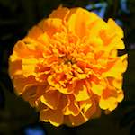 image: Image du photoset ‘fleurs d’esch (cxxxviii)’.