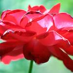 image: Image du photoset ‘fleurs d’esch (cxxxviii)’.