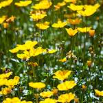 image: Image du photoset ‘fleurs d’esch (cxxxviii)’.