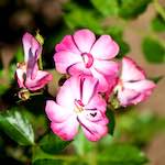 image: Image du photoset ‘fleurs d’esch (cxxxviii)’.