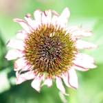 image: Image du photoset ‘fleurs d’esch (cxxxviii)’.