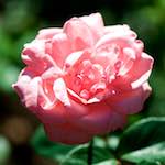 image: Image du photoset ‘fleurs d’esch (cxxxviii)’.