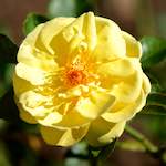 image: Image du photoset ‘fleurs d’esch (cxxxviii)’.