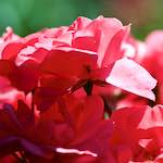 image: Image du photoset ‘fleurs d’esch (cxxxviii)’.