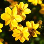 image: Image du photoset ‘fleurs d’esch (cxxxviii)’.