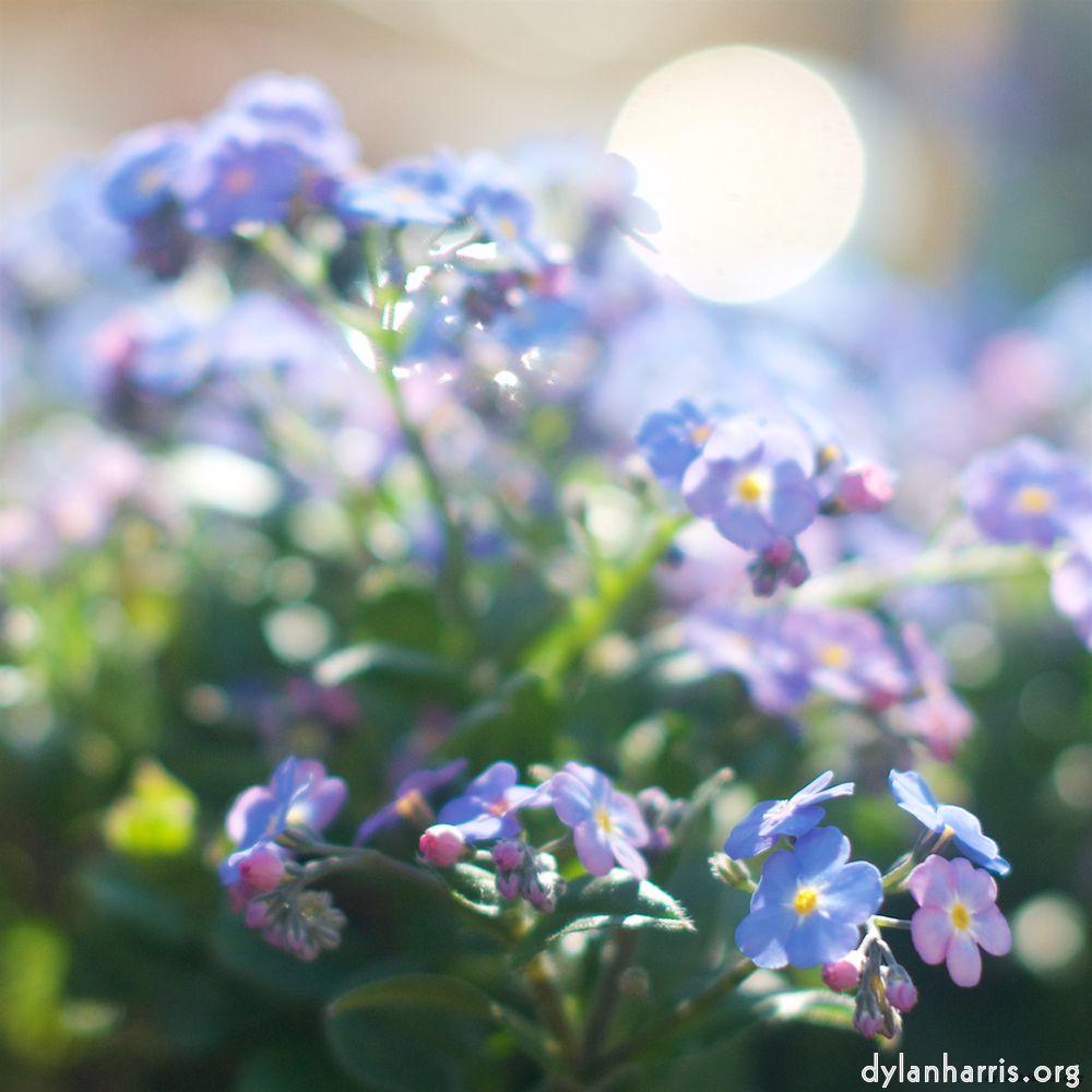 Image: Image 'flower (xi) 4'.