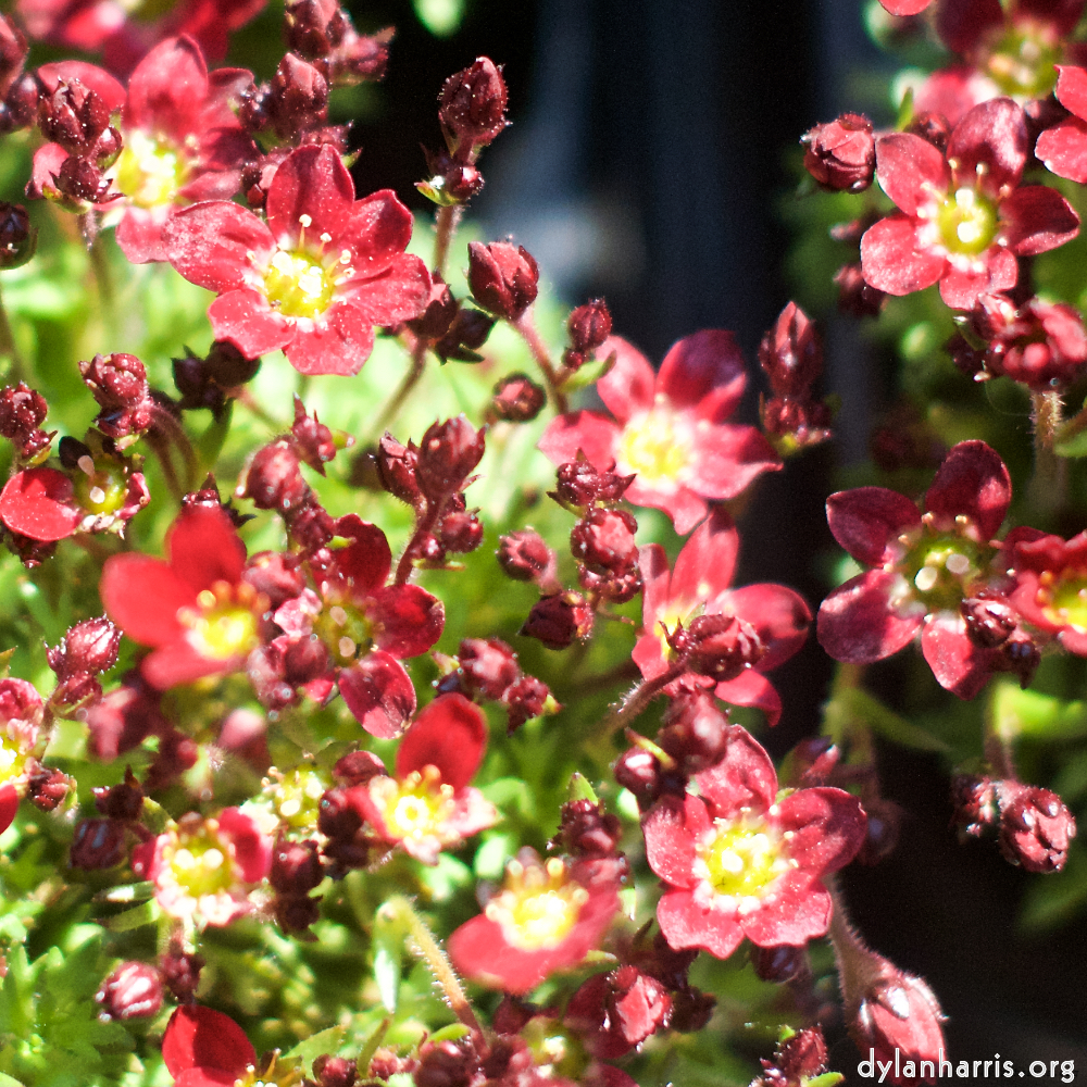 Image: Image 'flower (xi) 5'.