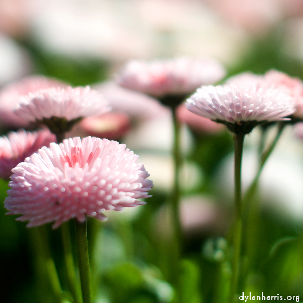 Image: Image 'flower (xi) 6'.