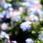 Image: First image from the photoset 'flower (xi)'.