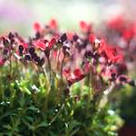 Image: Second image from the photoset 'flower (xi)'.