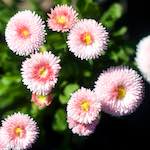 Image: Third image from the photoset 'flower (xi)'.