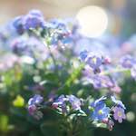 Image: Fourth image from the photoset 'flower (xi)'.