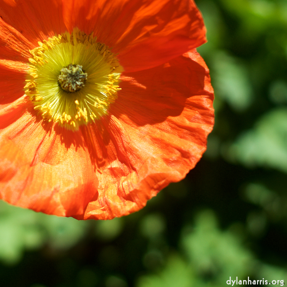 Image: Image 'flower (xii) 1'.